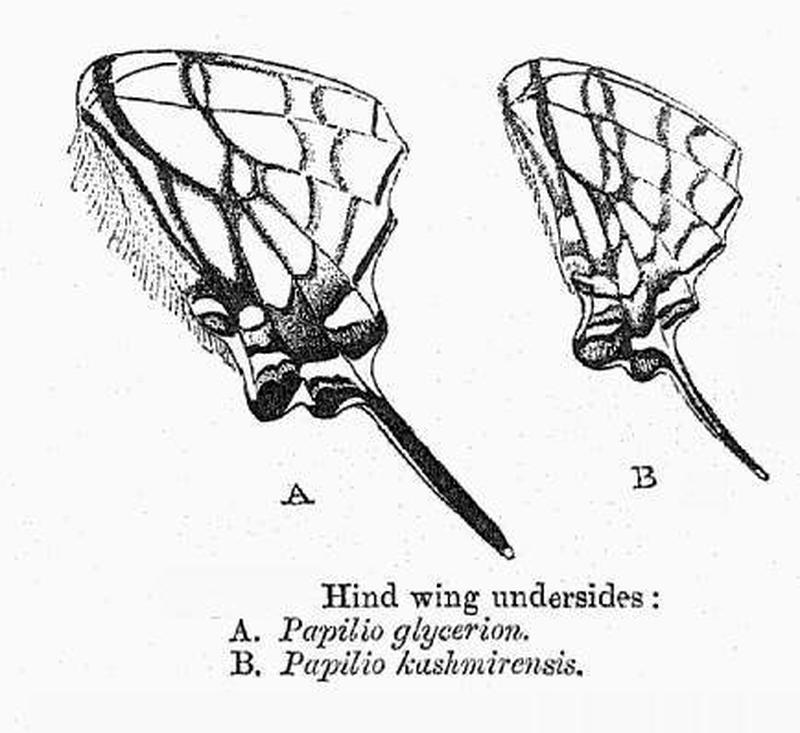 BH036 Papilio glycerion & kashmirensis HW