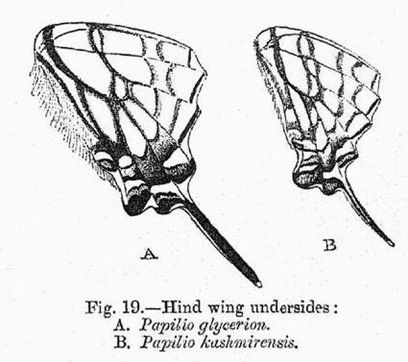 BH037 Papilio glycerion & kashmirensis HW2