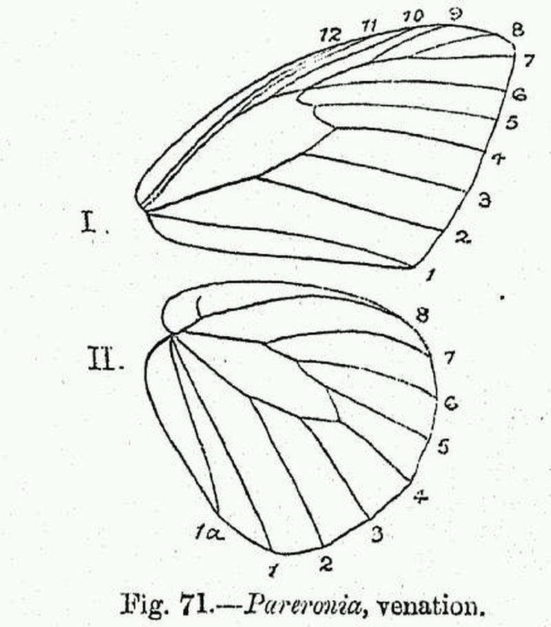 BH042 Pareronia venation