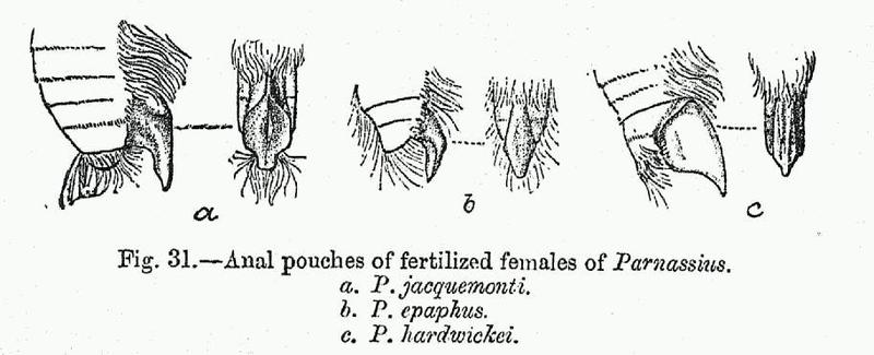 BH043 Parnassius 3 spp female anal pouches