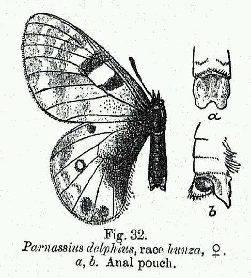 BH044 Parnassius delphius hunza