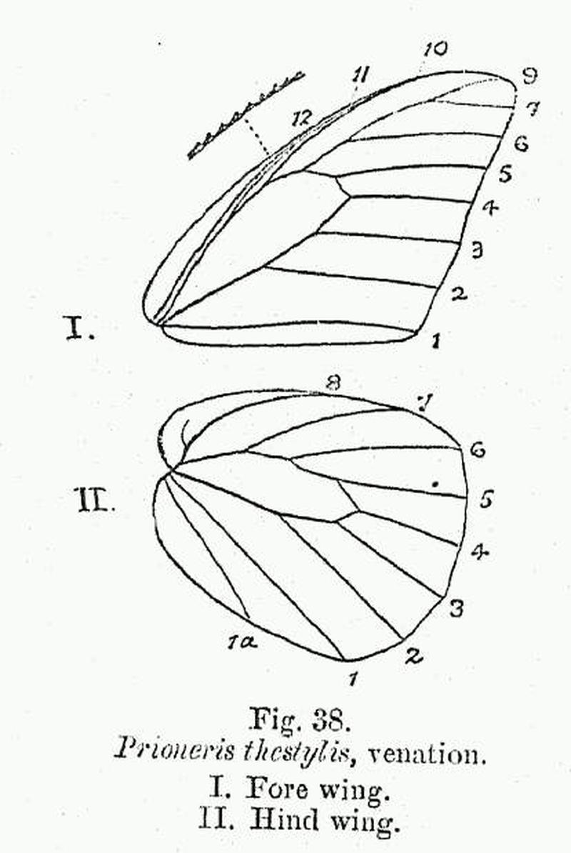 BH049 Prioneris thestylis venation