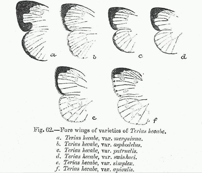 BH053 Terias hecabe FW 6 varieties