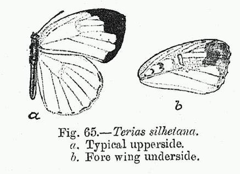 BH055 Terias silhetana