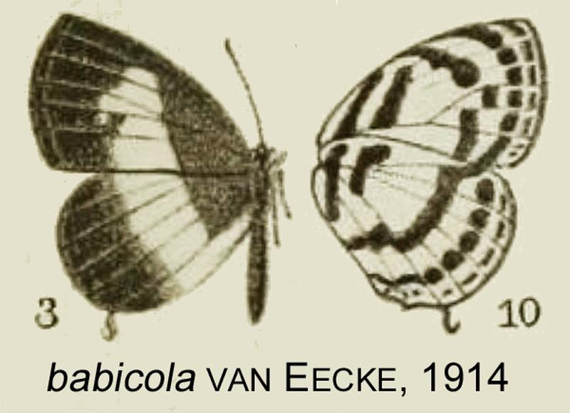 Babicola vanEecke1914