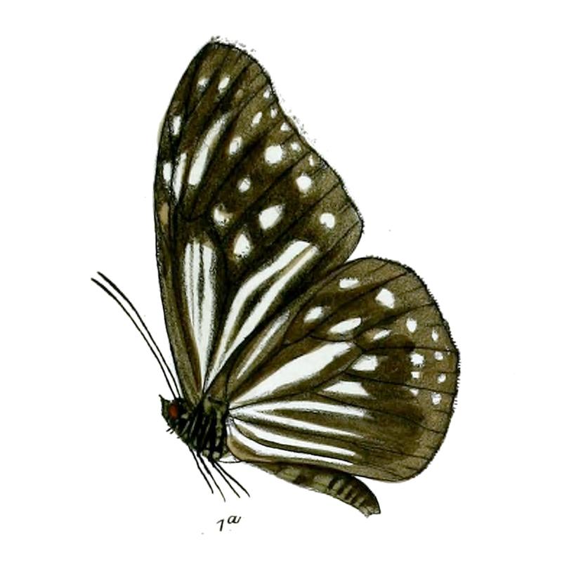 BadacaraNilgiriensis 16 1a