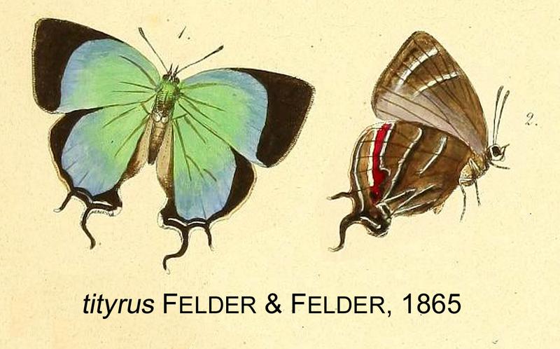 Balintus tityrus Novara