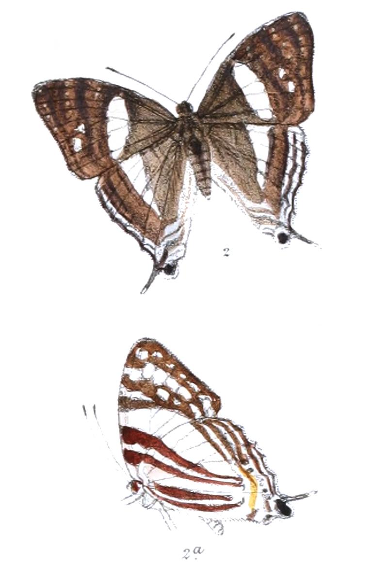 Balonca longicaudata 398