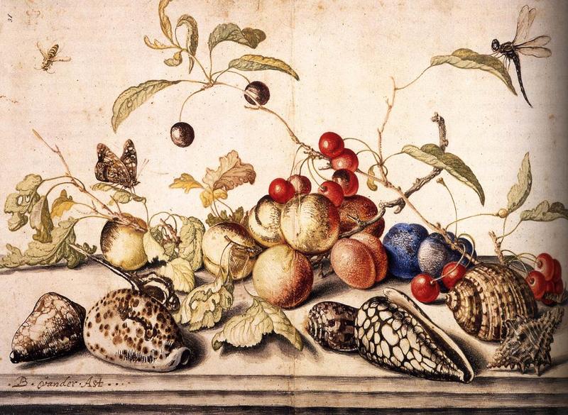 Still-Life with Plums, Cherries, and Shells