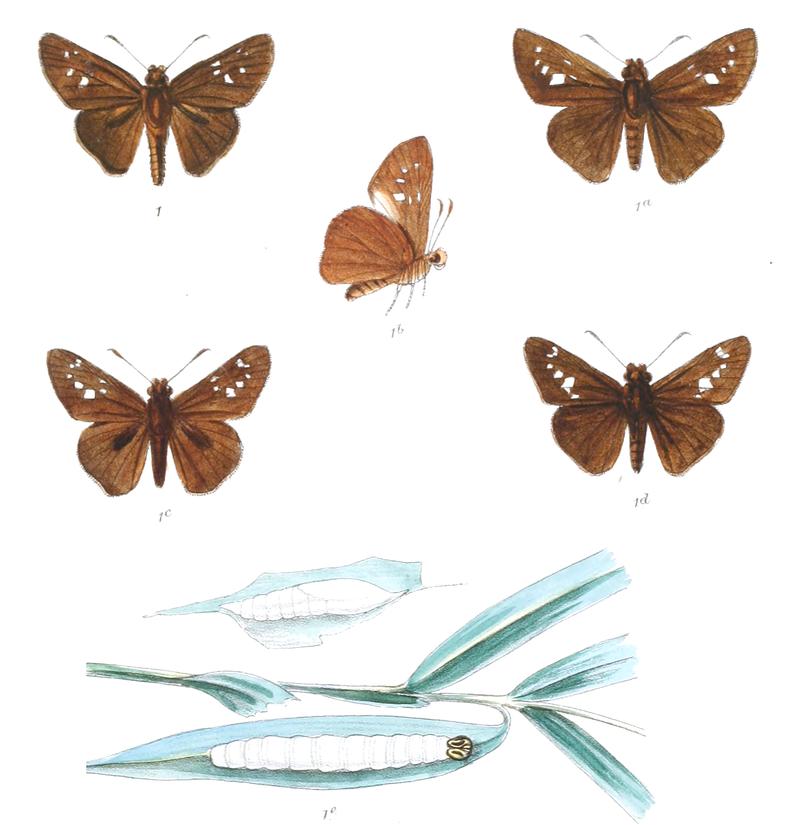 BaorisFarri 825 1 Knight