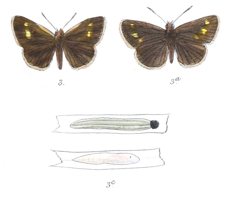 BaracusHampsoni 787 3 Fitch