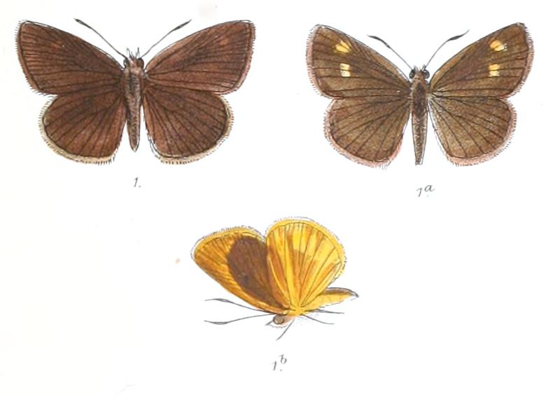 BaracusSeptentrionum 788 1 Fitch