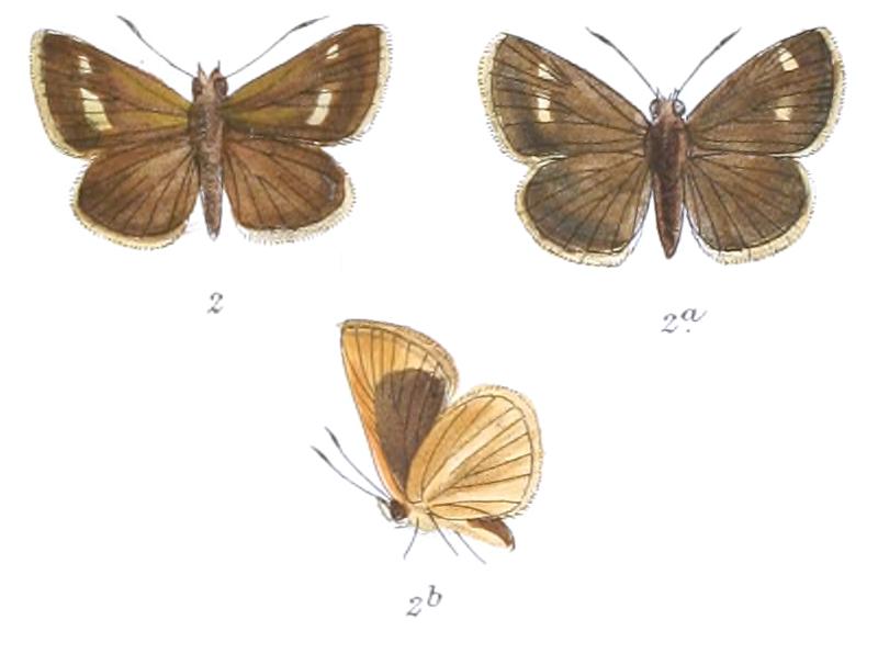 BaracusSubditus 787 2 Fitch