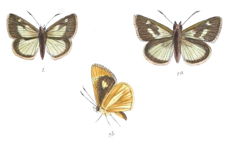 BaracusVittatus 787 1 Fitch