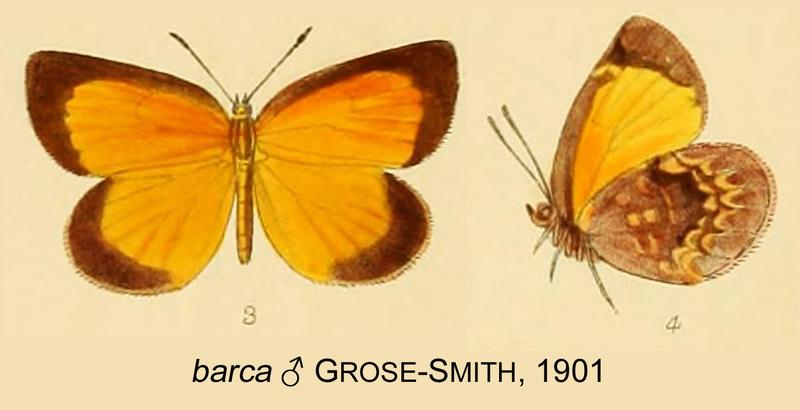 Durbania barca from original description