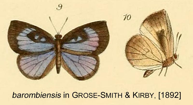 Barombiensis inGSK1892