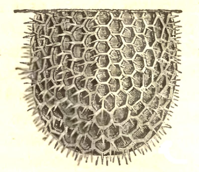 Egg of Basilarchia archippus