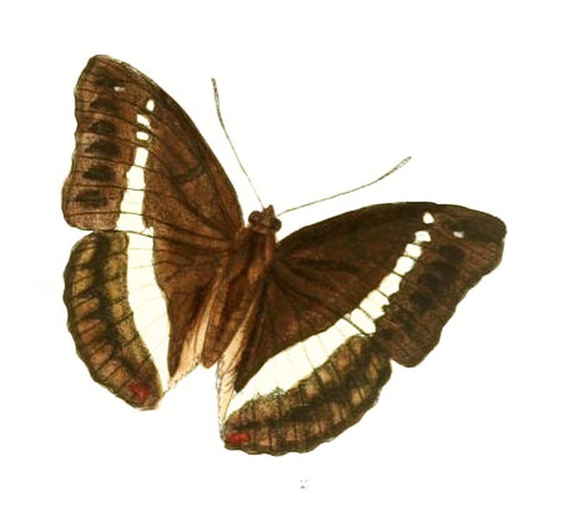 BassaronaMonilis212 2