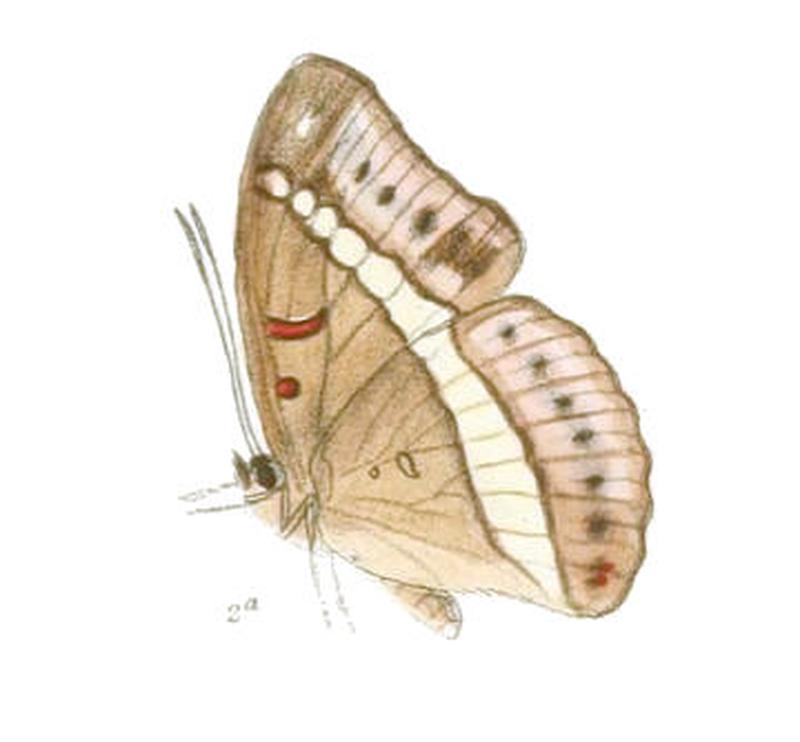 BassaronaMonilis212 2a