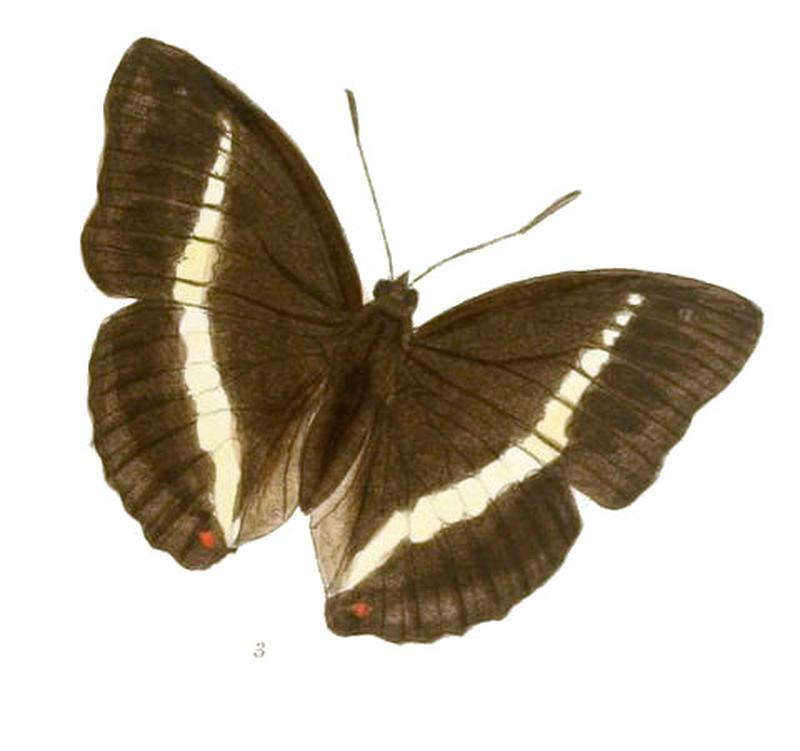 BassaronaRecta212 3
