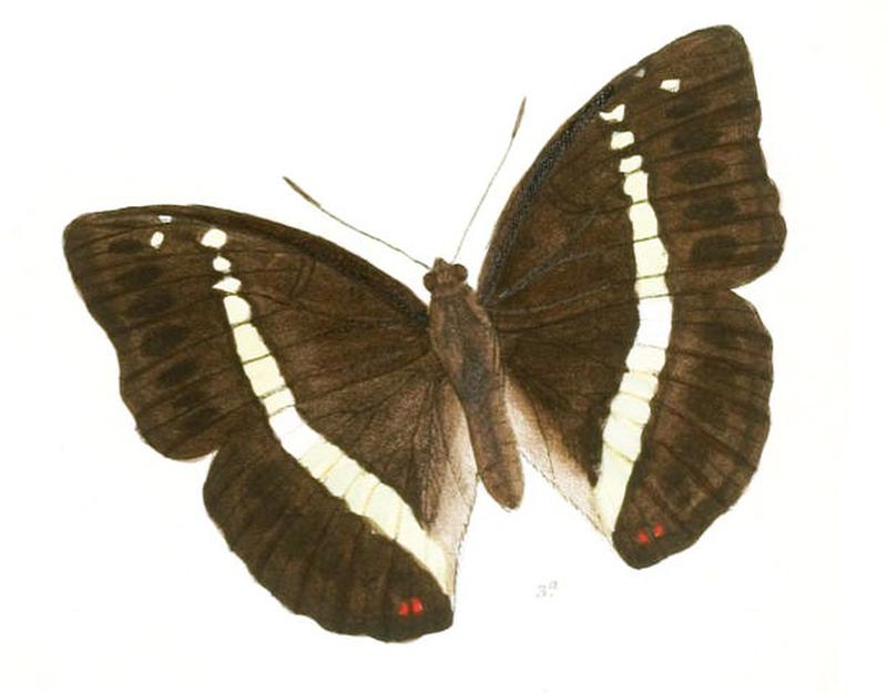 BassaronaRecta212 3a