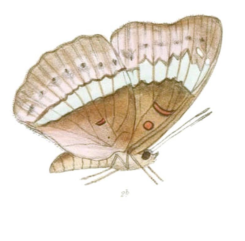 BassaronaTeutoides210 2b