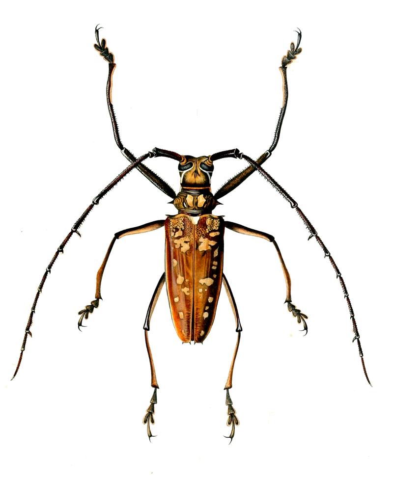 Batocera victoriana1