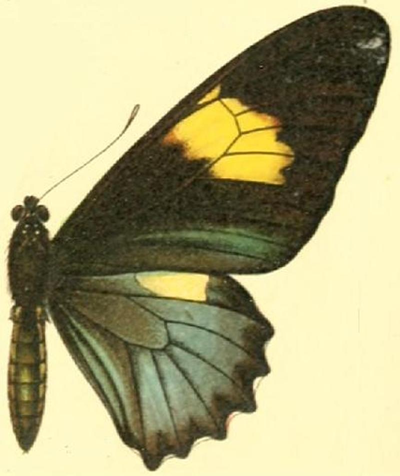 Battus belus1