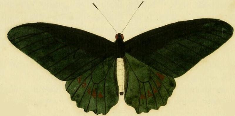 Battus belus cramer