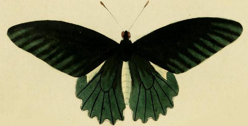 Battus belus cramer1
