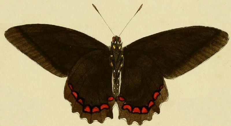 Battus belus cramer2