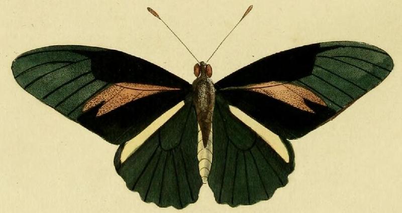 Battus crassus cramer
