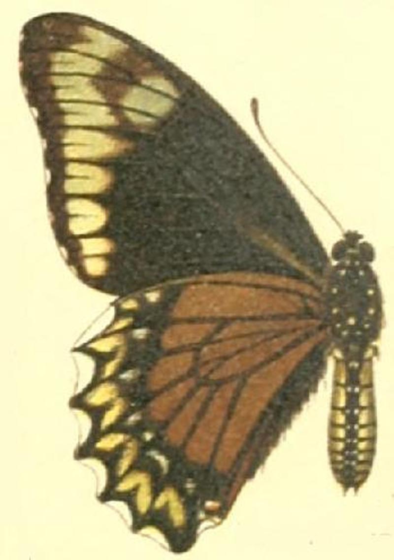 Battus madyes tucumanus