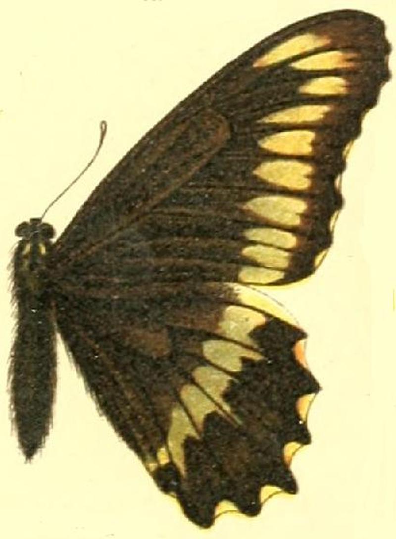 Battus polydamas psittacus