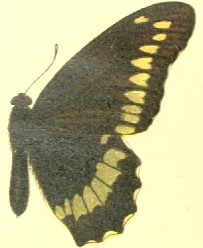 Battus polydamas seitz