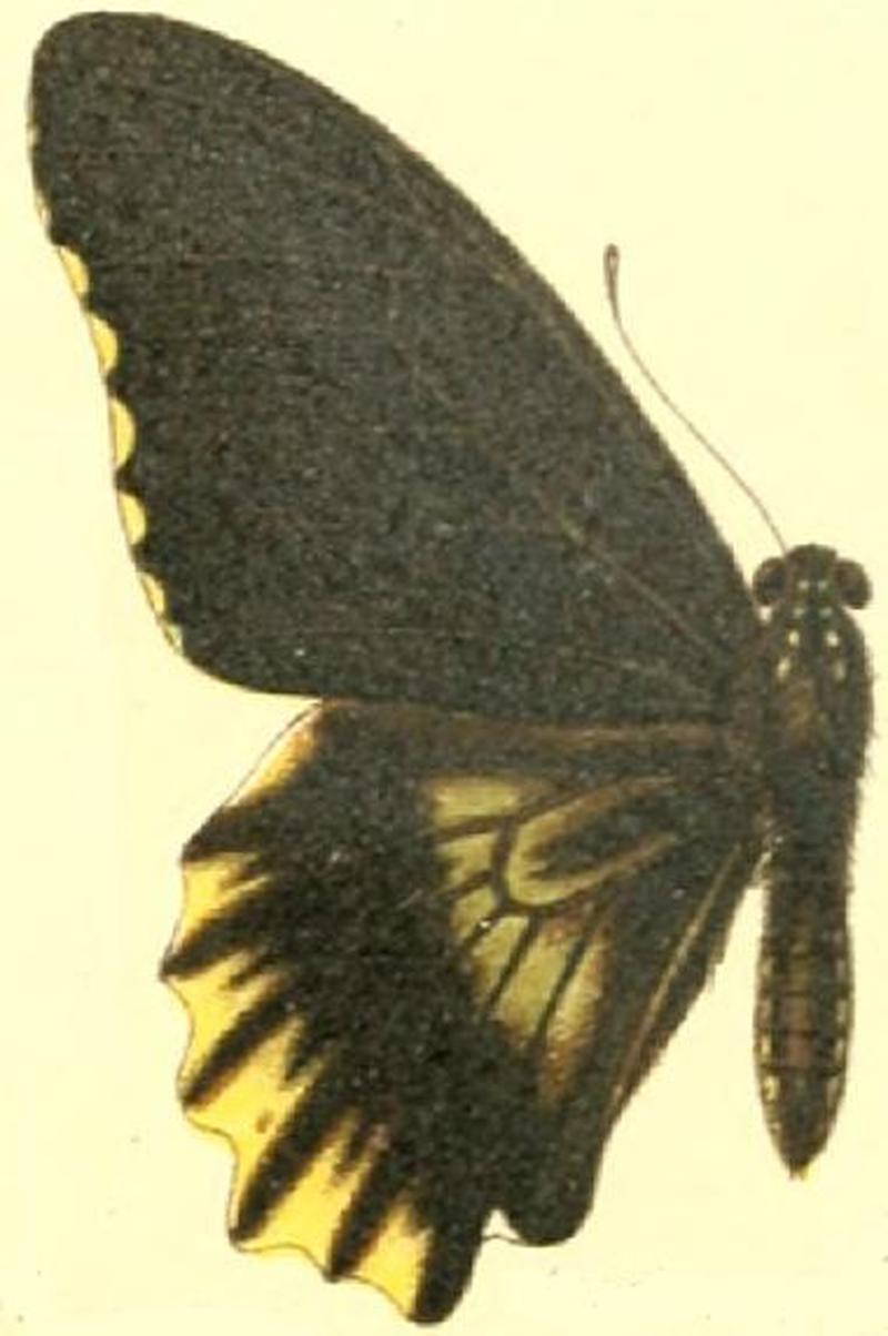 Battus polydamas streckerianus