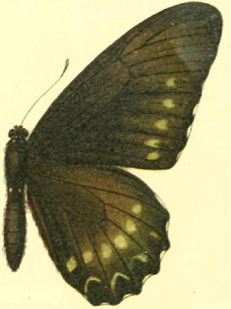 Battus polystictus