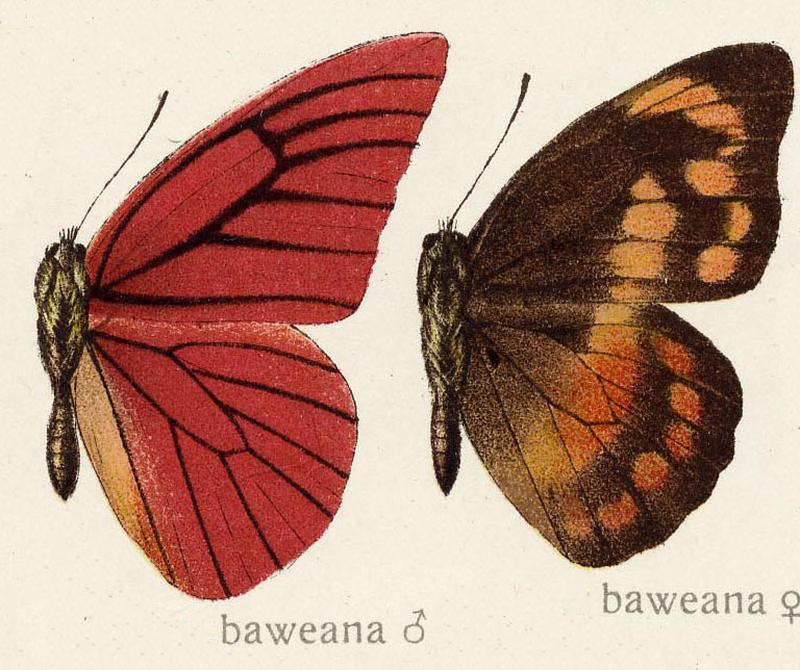 Appias nero baweana Fruhstorfer