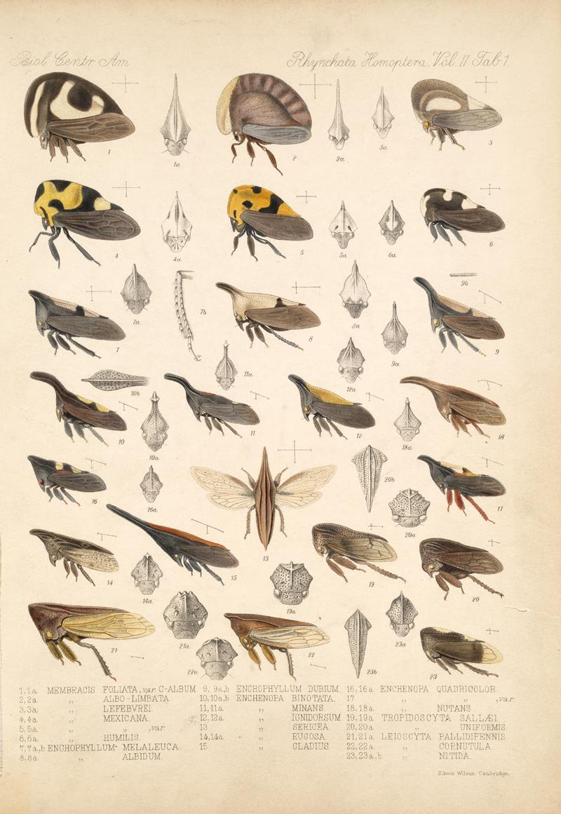 Membracidae Plate