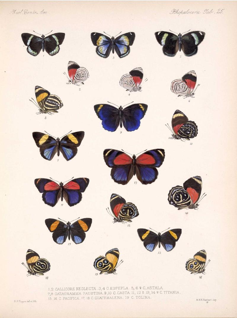 Biblidinae butterflies