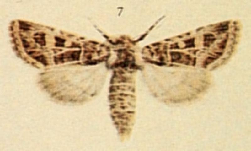 Beautiful Gothic Moths of the British Isles