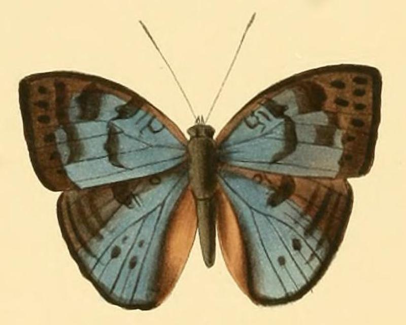 Bebearia carshena1