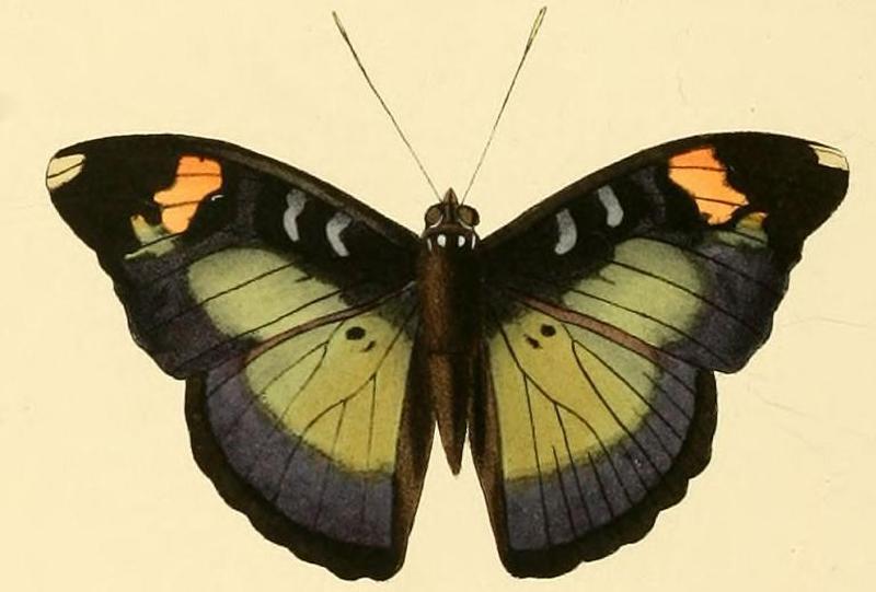 Bebearia chilonis