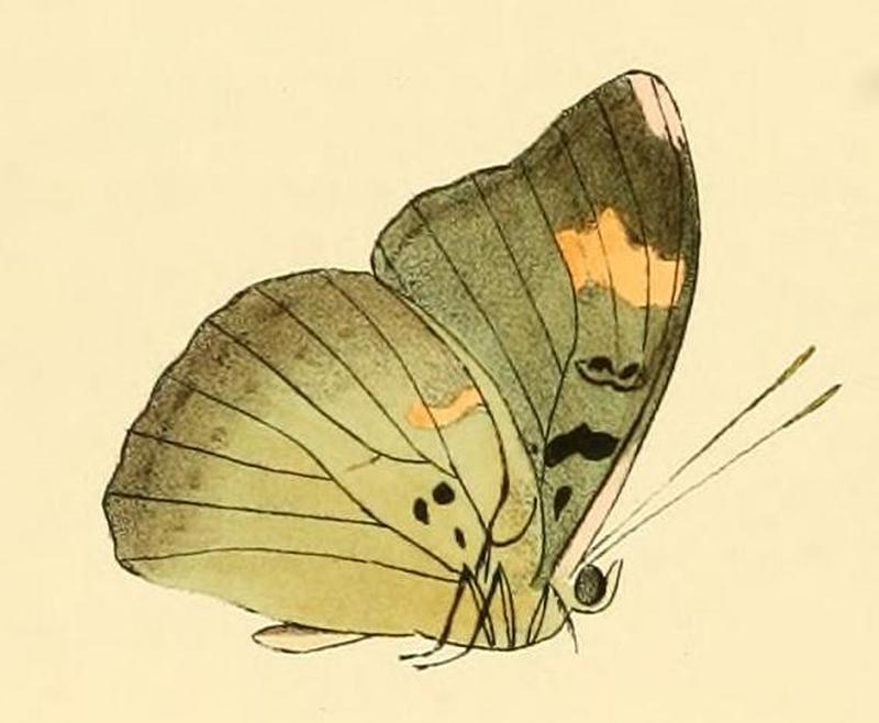 Bebearia chilonis1