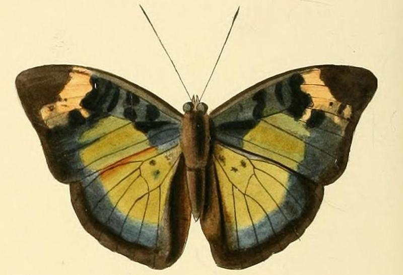 Bebearia eliensis