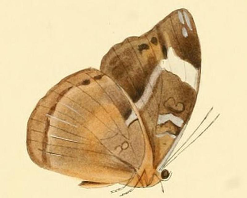 Bebearia eliensis1