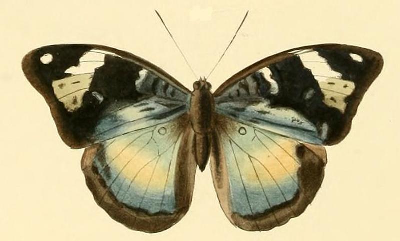 Bebearia eliensis2