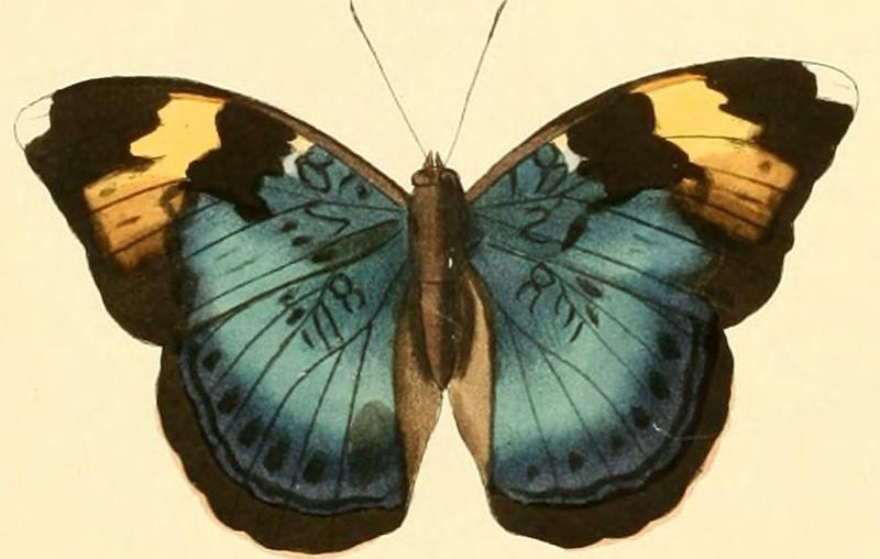 Bebearia phranza1