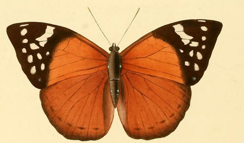 Bebearia plistonax1