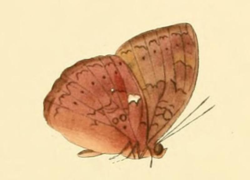 Bebearia tentyris